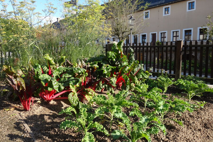 Gemüsebeete mit Mangold im Hintergrund die Alte Kaserne